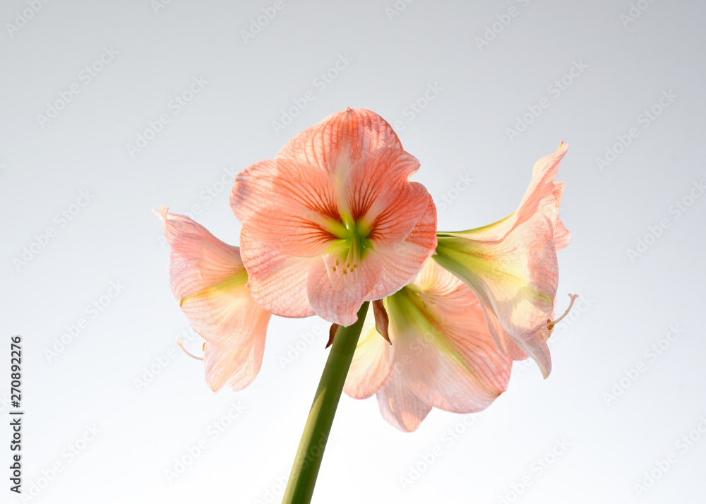 Amaryllis flower blooming on neutral background