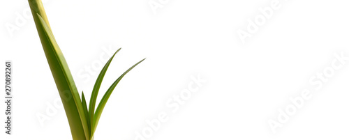 Green stalk of amaryllis flower isolated on white background