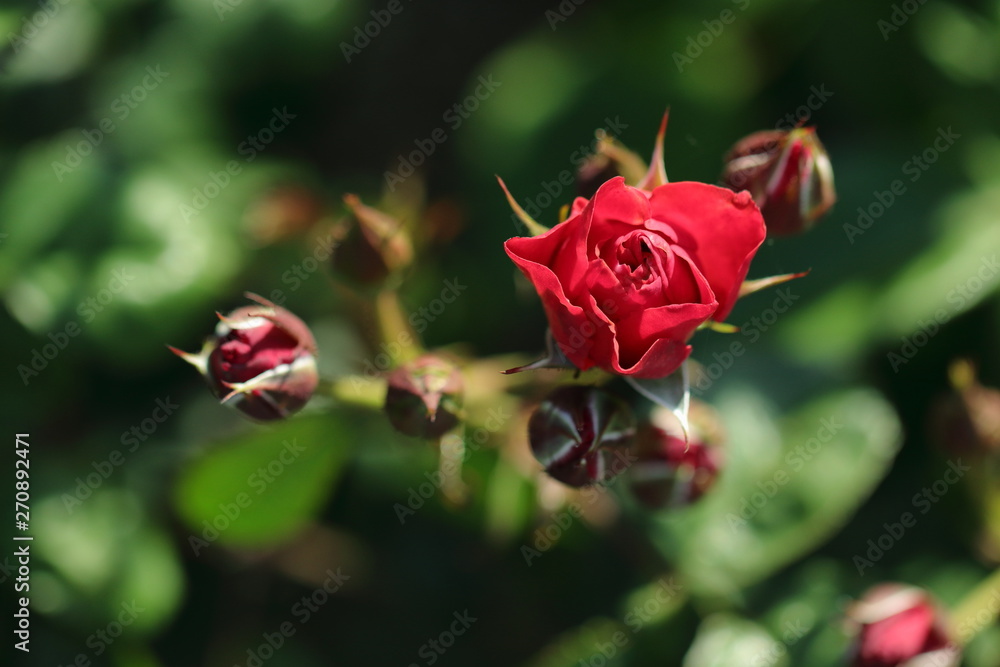 深紅の薔薇と蕾 Stock Photo Adobe Stock