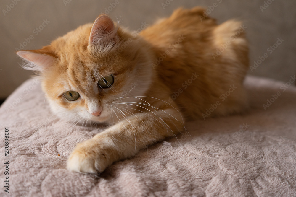 playful cat in bed