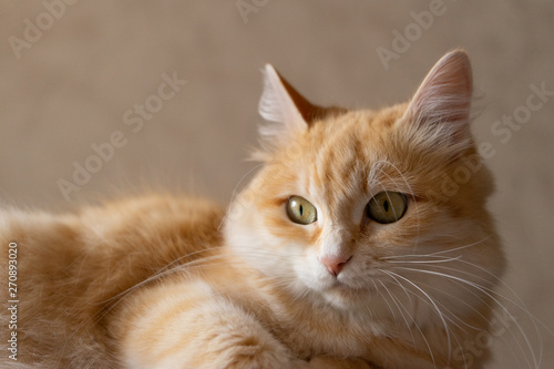 portrait of a cat © Tanya