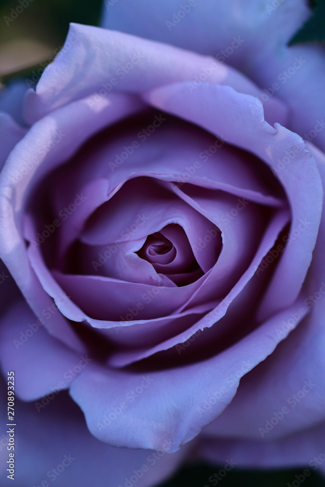 Obraz premium ブルームーンという品種の薔薇のマクロ