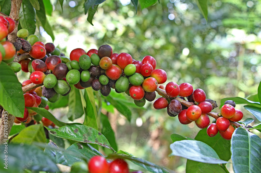 Clusters of ripe coffee beans growing in plant in Kerala State of India Clusters of ripe coffee beans growing in plant in Kerala State of India