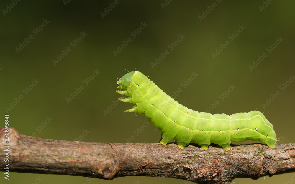 Obraz premium A pretty Sprawler Moth Caterpillar, Asteroscopus sphinx, walking along a twig at the edge of woodland.