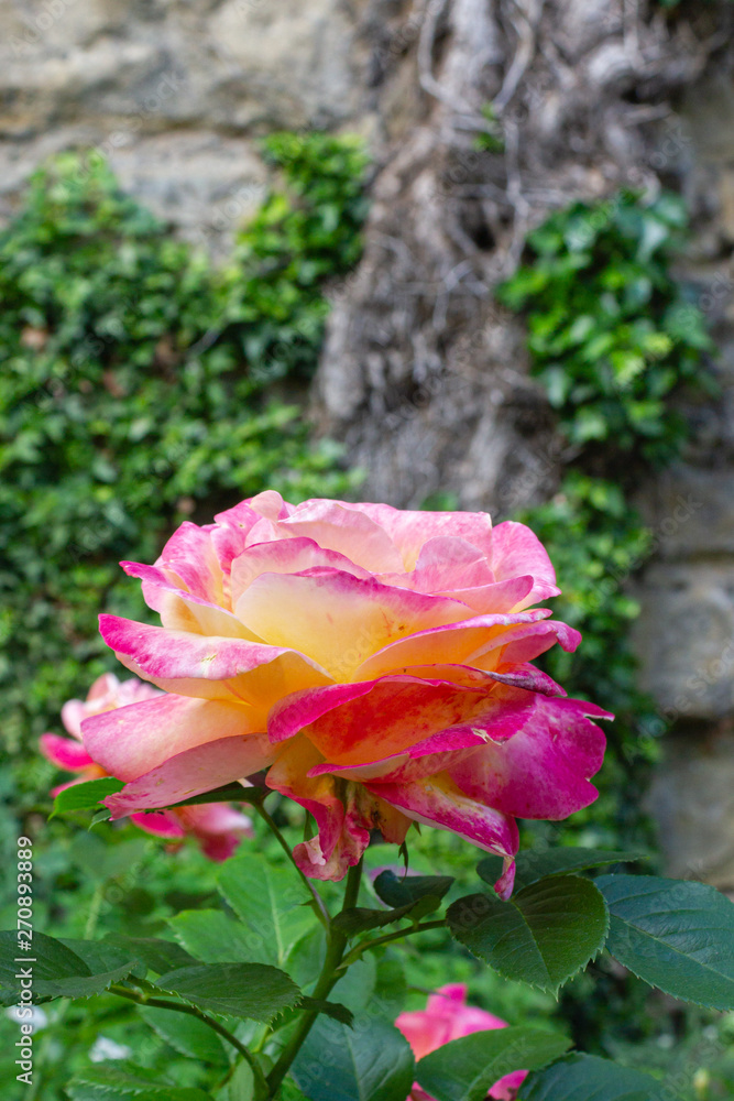 pink yellow roses