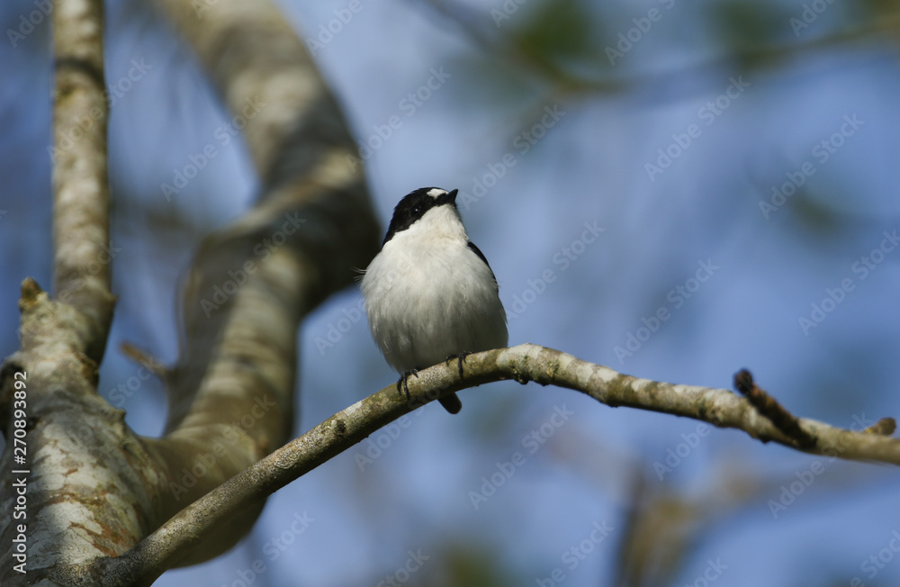Fototapeta premium A beautiful male Pied Flycatcher, Ficedula hypoleuca, perching on a branch in a tree. 