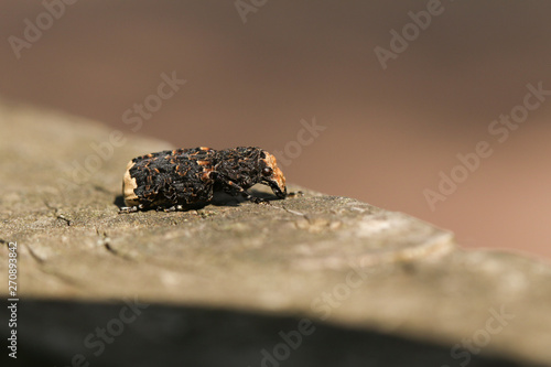 A Scarce Fungus Weevil, Platyrhinus resinosus, perching on a wooden fence. 
