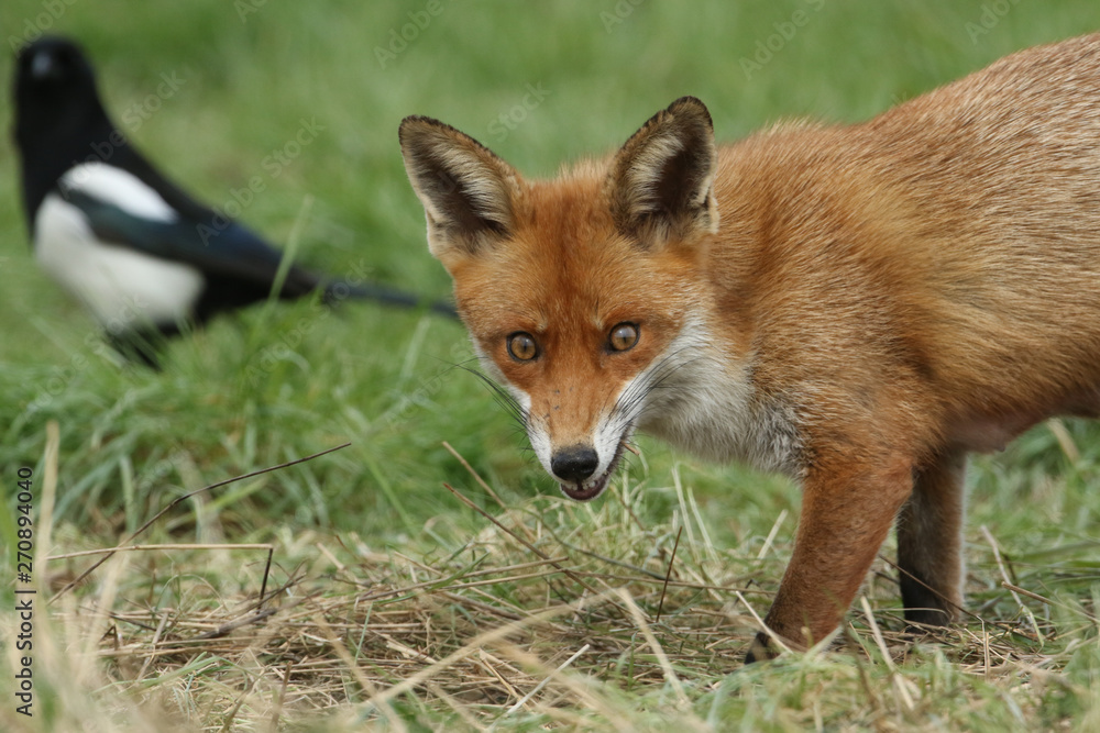 A magnificent wild Red Fox (Vulpes vulpes) hunting for food to eat in the long grass. A magnificent wild Red Fox (Vulpes vulpes) hunting for food to eat in the long grass.