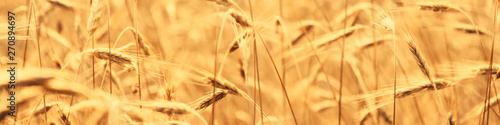 Sunny golden wheat field  ears of wheat close up background