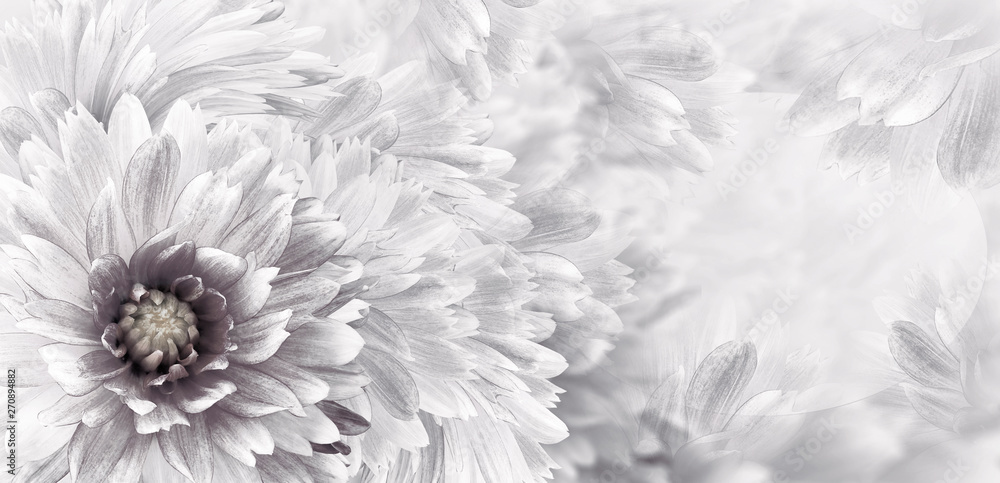 Floral black-white beautiful background.  Flowers and petals dahlia close-up. Flower composition. Greeting card for the holiday. Nature.	