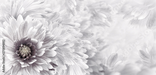 Fototapeta Naklejka Na Ścianę i Meble -  Floral black-white beautiful background.  Flowers and petals dahlia close-up. Flower composition. Greeting card for the holiday. Nature.	