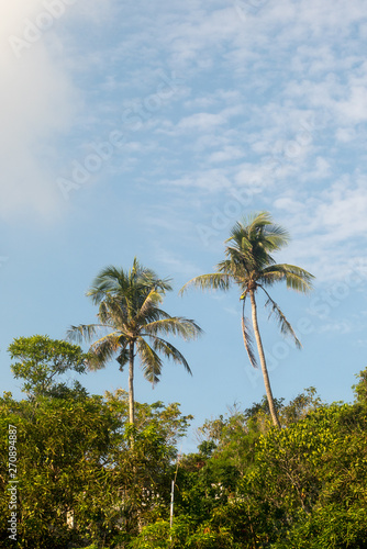 Tropical trees on a sunny day