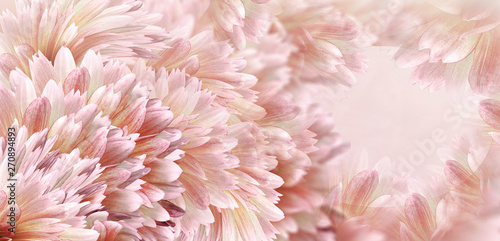 Floral white-pink-red beautiful background. Flowers and petals dahlia close-up. Flower composition. Greeting card for the holiday. Nature. 