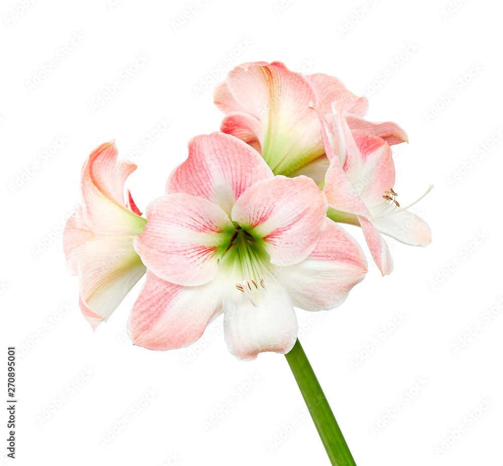 Hippeastrum or Amaryllis flowers ,Pink amaryllis flowers isolated on white background, with clipping path                             