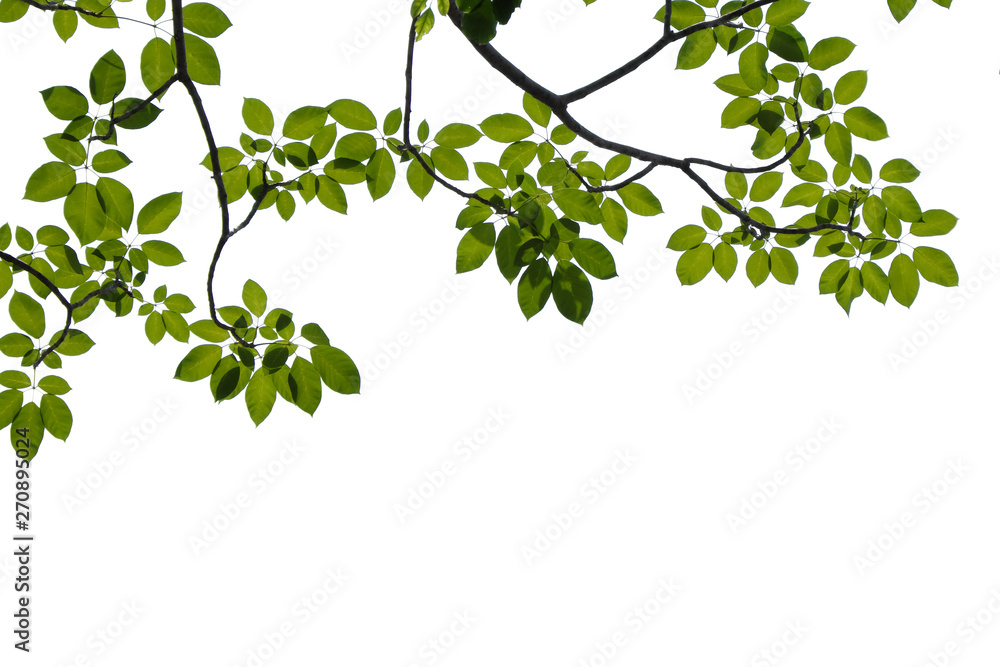 Obraz premium green tree branch isolated on white