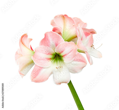 Hippeastrum or Amaryllis flowers  Pink amaryllis flowers isolated on white background  with clipping path                             