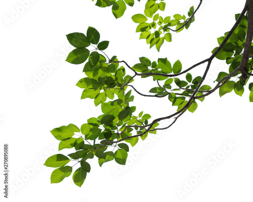 Canvastavla green tree branch isolated on white
