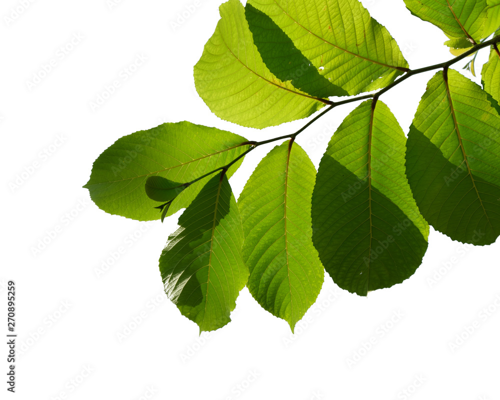 green tree branch isolated on white green tree branch isolated on white