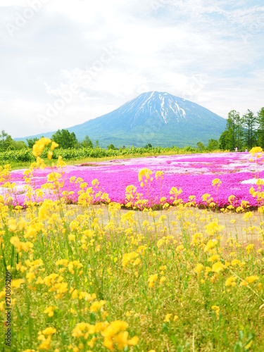 Fototapeta Naklejka Na Ścianę i Meble -  北海道の風景 羊蹄山と芝桜