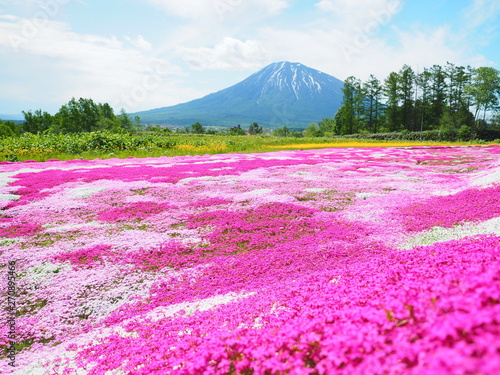 北海道の風景 羊蹄山と芝桜