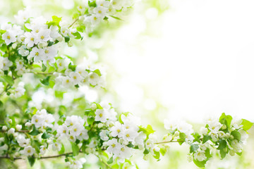 Blooming apple tree branches, white flowers on green leaves blurred bokeh background close up, spring cherry blossom, delicate sakura flowers in bloom, beautiful sunny summer natural frame, copy space