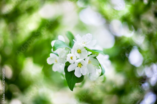 Blooming apple tree white flowers on green leaves blurred bokeh background close up, cherry blossom bunch macro, sunny spring garden, summer nature floral illustration, fresh green foliage, copy space