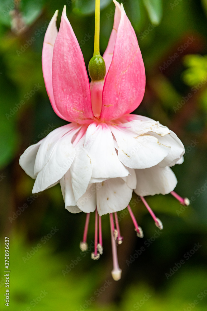 Pink and White Ballerina Fuchsia Flower Stock Photo | Adobe Stock
