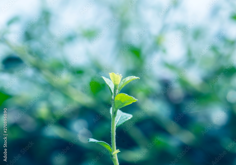 Closeup nature view of green leaf on blurred greenery background Closeup nature view of green leaf on blurred greenery background
