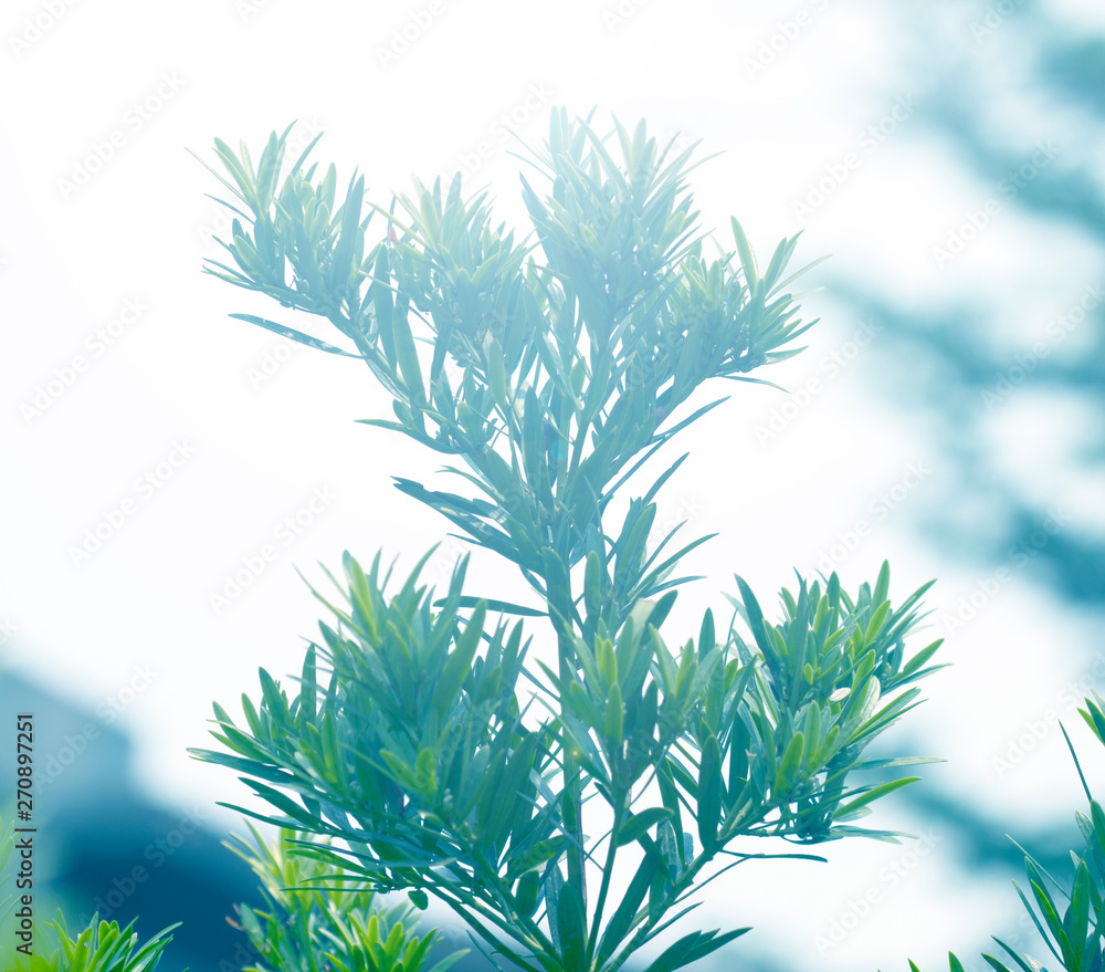 Obraz premium Beautiful natural background frame with fresh juicy green