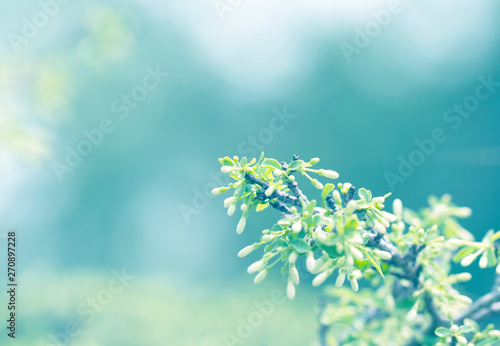 Beautiful natural background frame with fresh juicy green