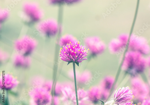  Pink flowers  bokeh background