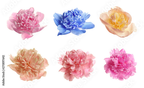 Set of different tender peonies on white background. Fragrant spring flowers © New Africa