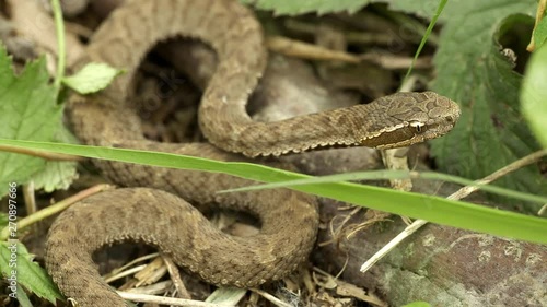 UHD closeup graded shot of the baby Gloydius halys, aka Siberian pit viper or Halys viper or Halys pit viper photo