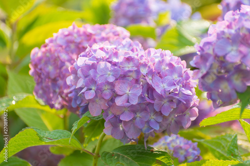 大阪城公園のアジサイ