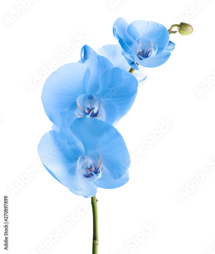 Branch with beautiful tropical orchid flowers on white background