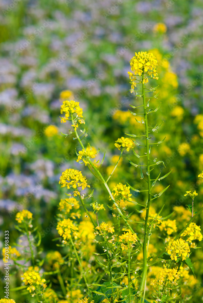 Fototapeta premium Phacelia and oilseed rape agricultural fields flowering at summertime