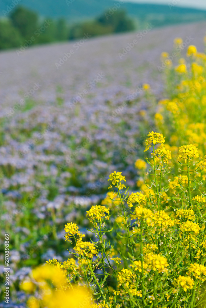 Obraz premium Phacelia and oilseed rape agricultural fields flowering at summertime