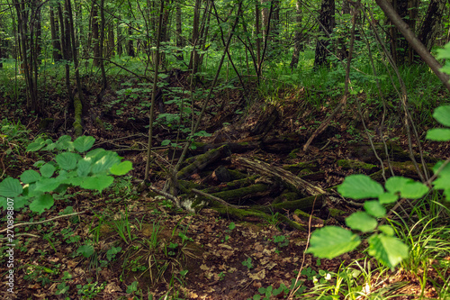 forest