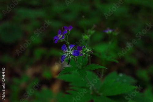 blue flower