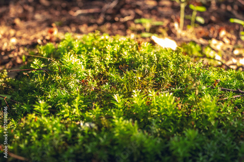 moss on a background