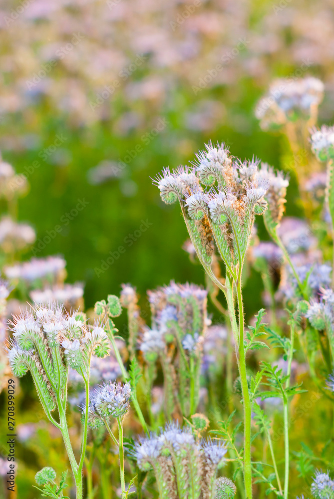 Fototapeta premium phacelia bee plant fields at sunset