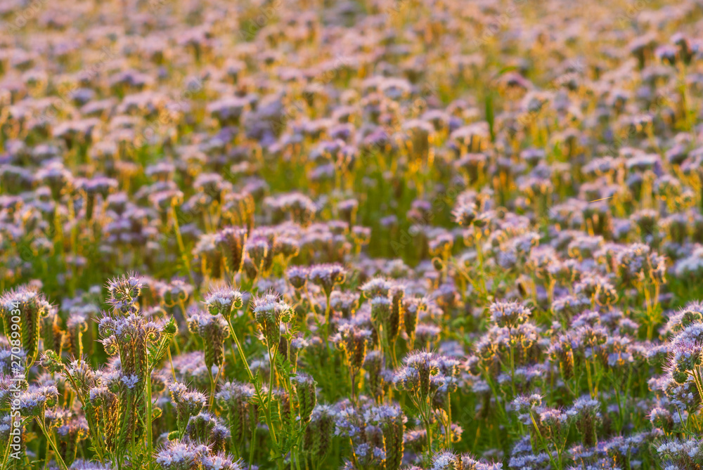 phacelia bee plant fields at sunset