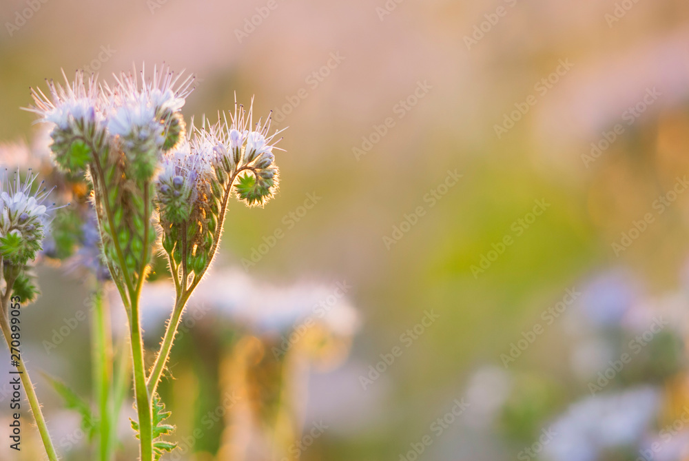 phacelia bee plant fields at sunset