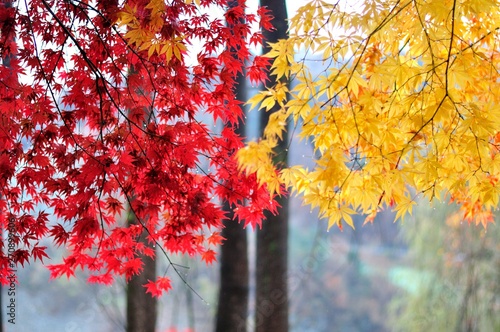 Autumn red and yellow maple leaf beside together on rainy day
