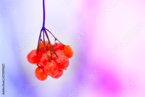 red flowers on a black background photo