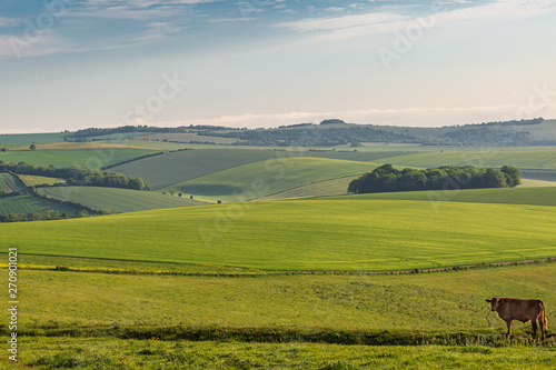 A green South Downs landscape on a sunny spring morning, with a cow standing in a field