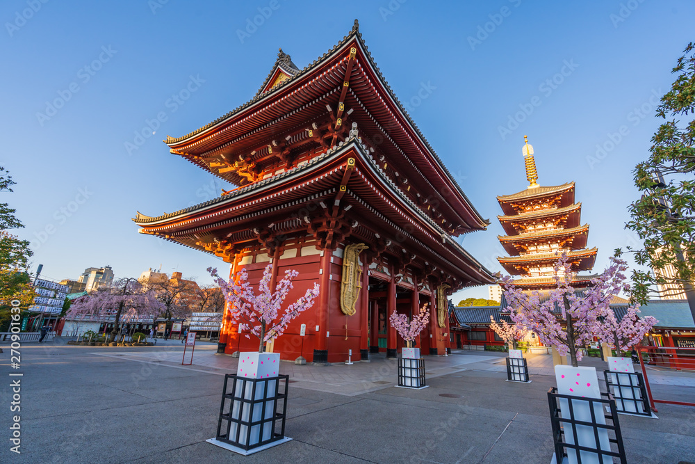 Fototapeta premium cherry blossoms at Sensoji Temple, Tokyo, Japan