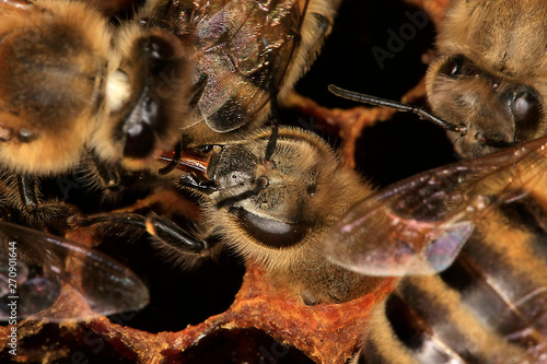 Bee, bee birth, bee hatching, Thuringia, Germany, Europe photo