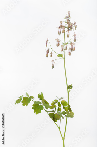 Western Meadowrue - Thalictrum occidentale - Isolated Plants