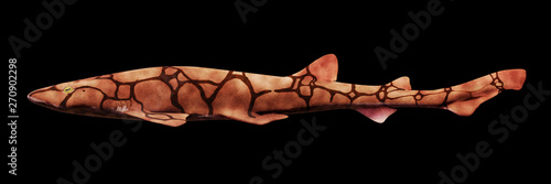 chain catshark (Scyliorhinus retifer) small ground shark species in the Atlantic ocean isolated on black background, side view